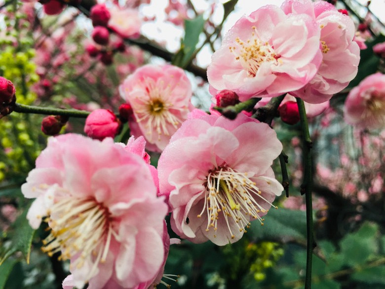 �������÷�峿��