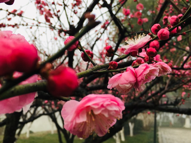 �������÷�峿��