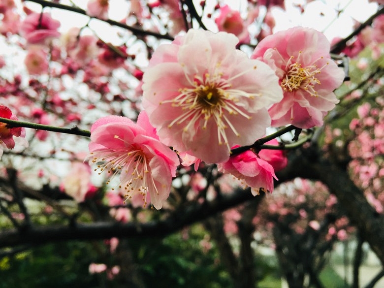 �������÷�峿��