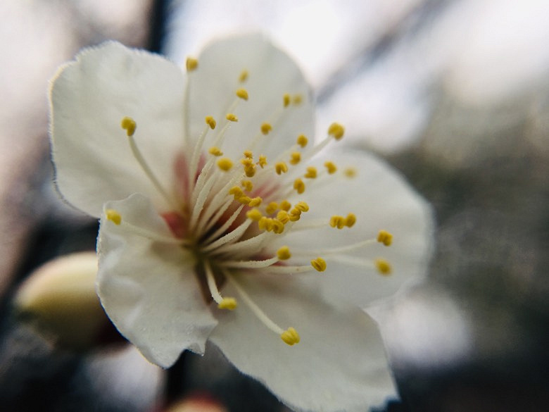 �������÷�峿��