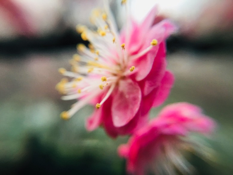 �������÷�峿��