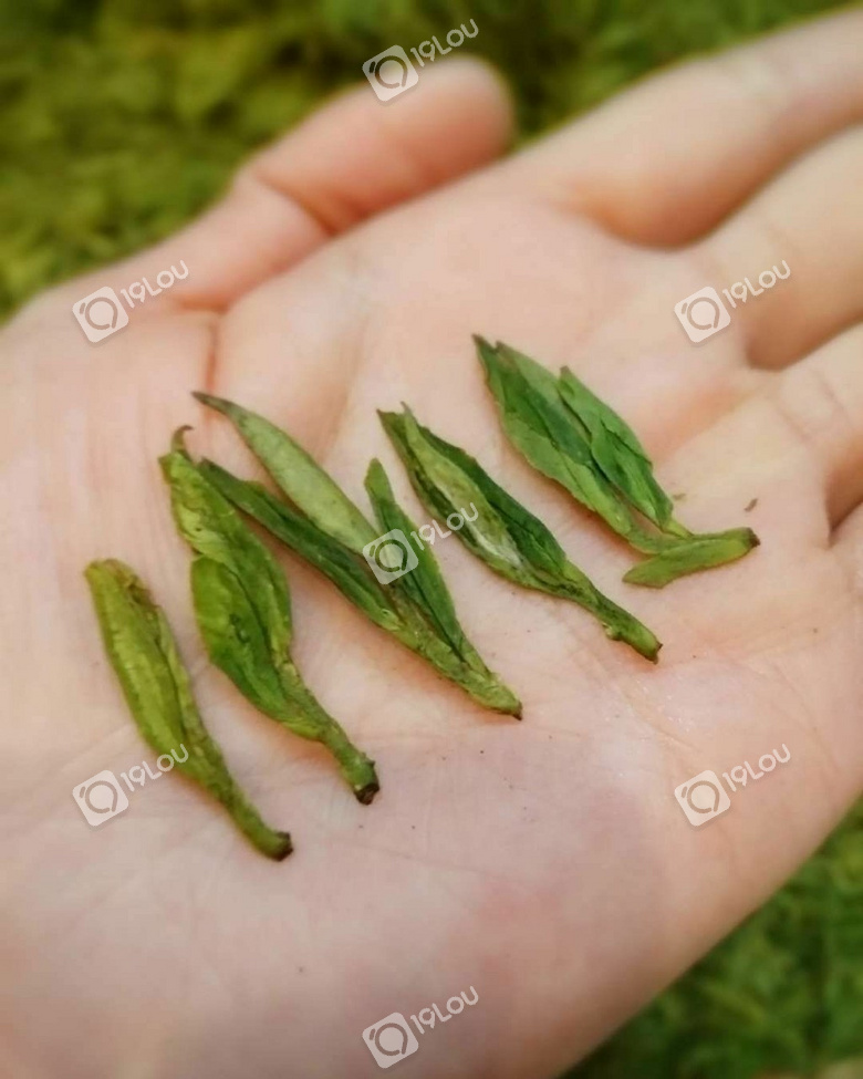 一杯绿茶提神醒脑延缓衰老不要被下雨破坏了