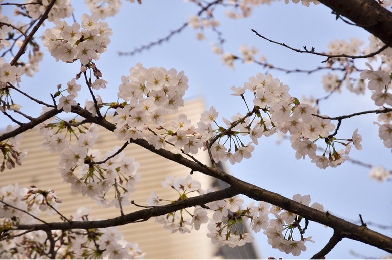 ����ʱ-ͬ��ӣ��