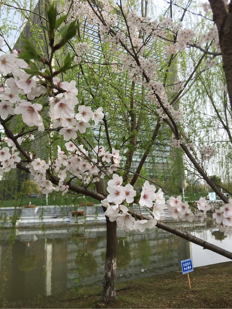 ��ǰ�ȵ�ͬ��ӣ����