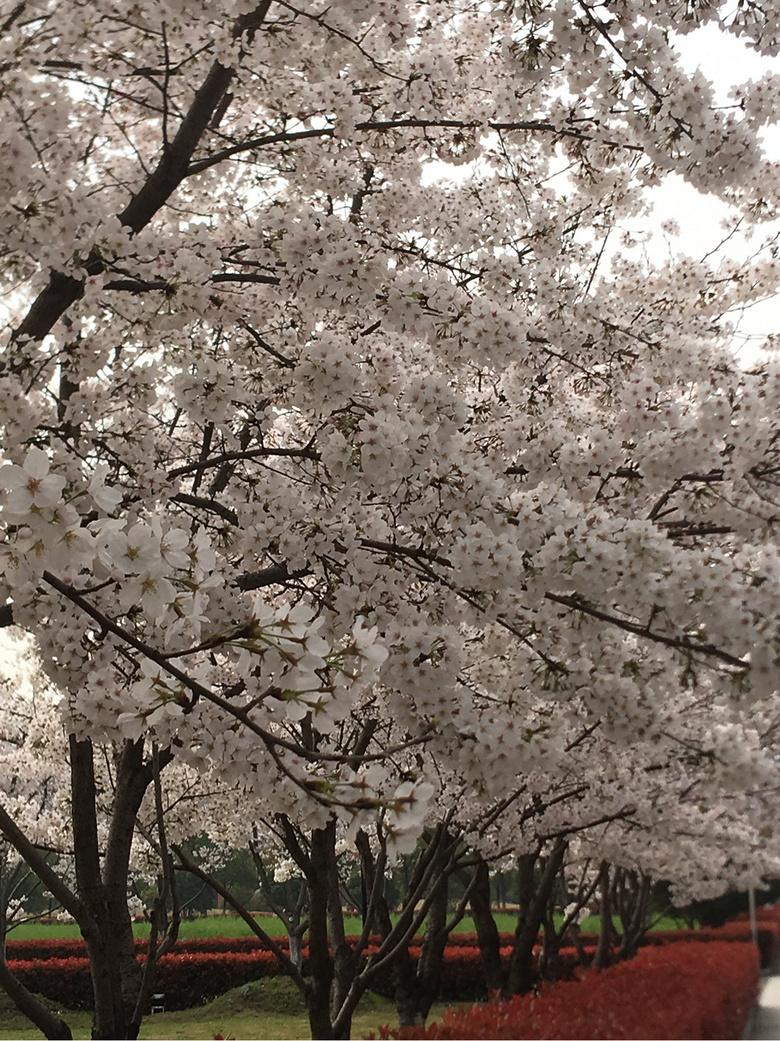 ��ǰ�ȵ�ͬ��ӣ����