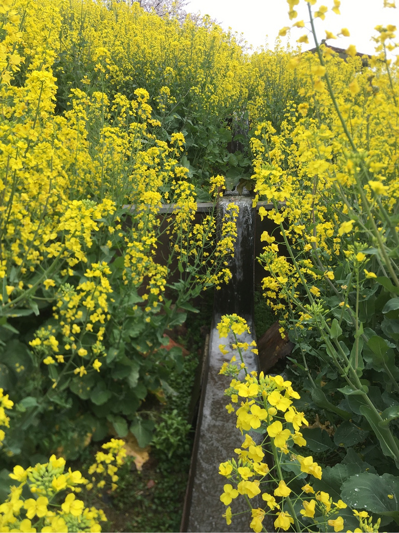 ��ǰ�ȵ�ͬ��ӣ����