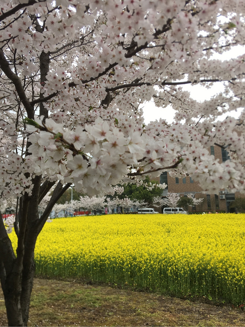 ��ǰ�ȵ�ͬ��ӣ����