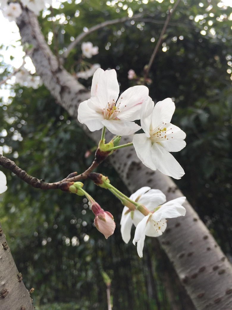 #�����Ĵ���#ӣ����