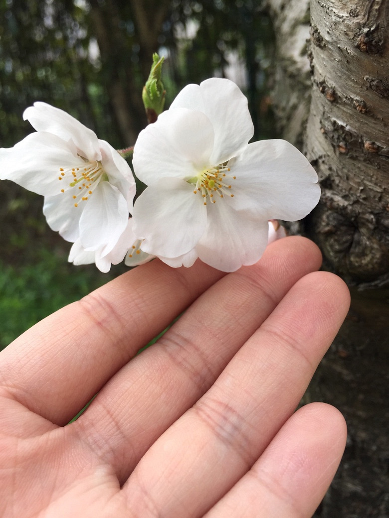 #�����Ĵ���#ӣ����