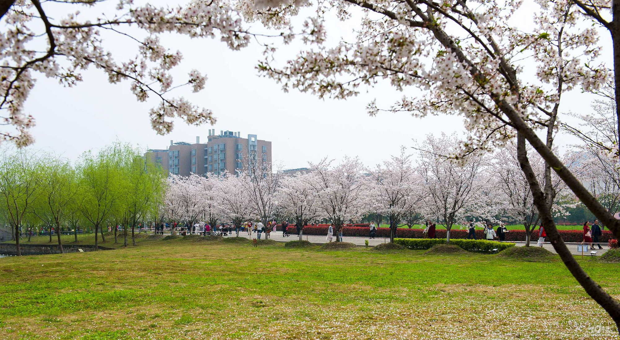【携程攻略】上海同济大学景点,同济大学，樱花大道。一年一度春，春春动心弦。