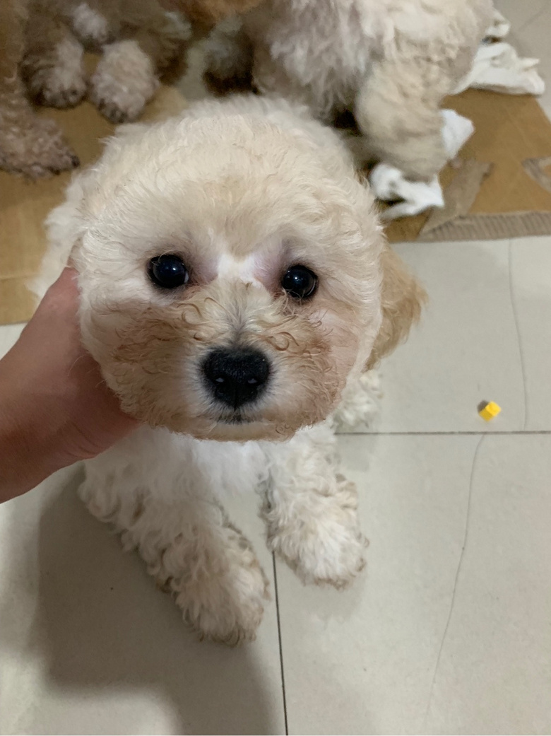 比熊泰迪串找新家