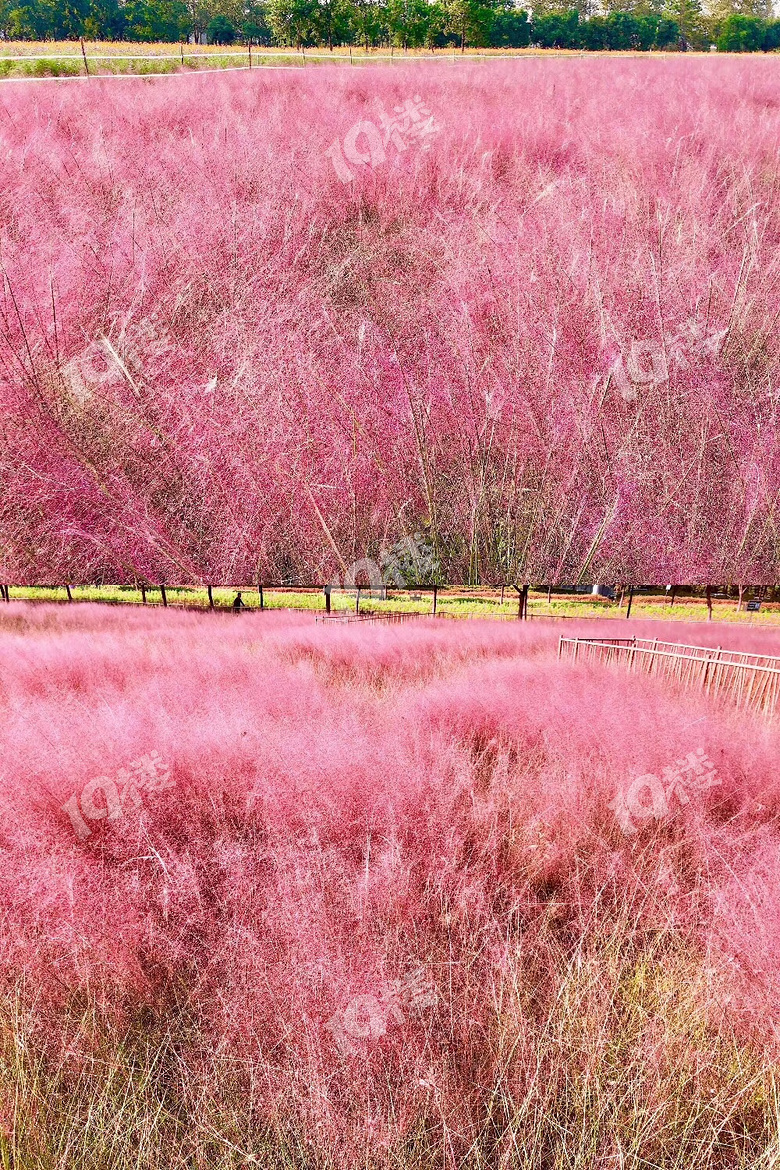 国庆去打卡嘉兴的这边网红花海又开了