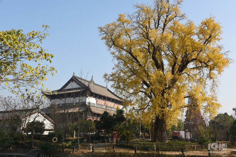 梅花洲的千年银杏