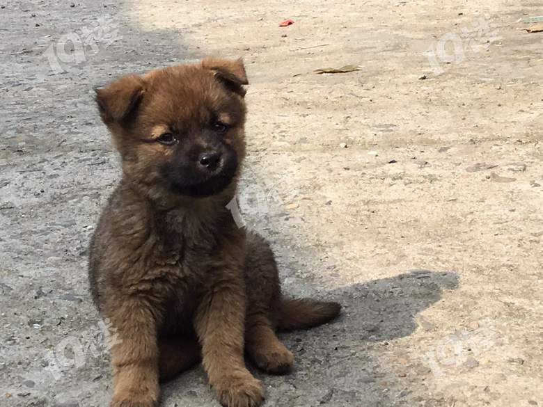 中華田園犬幼崽免費送