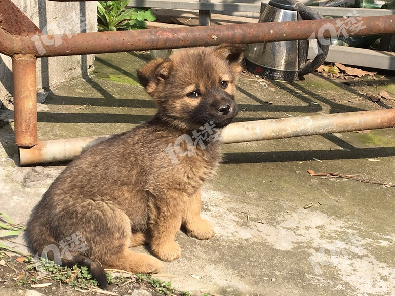 中華田園犬幼崽免費送