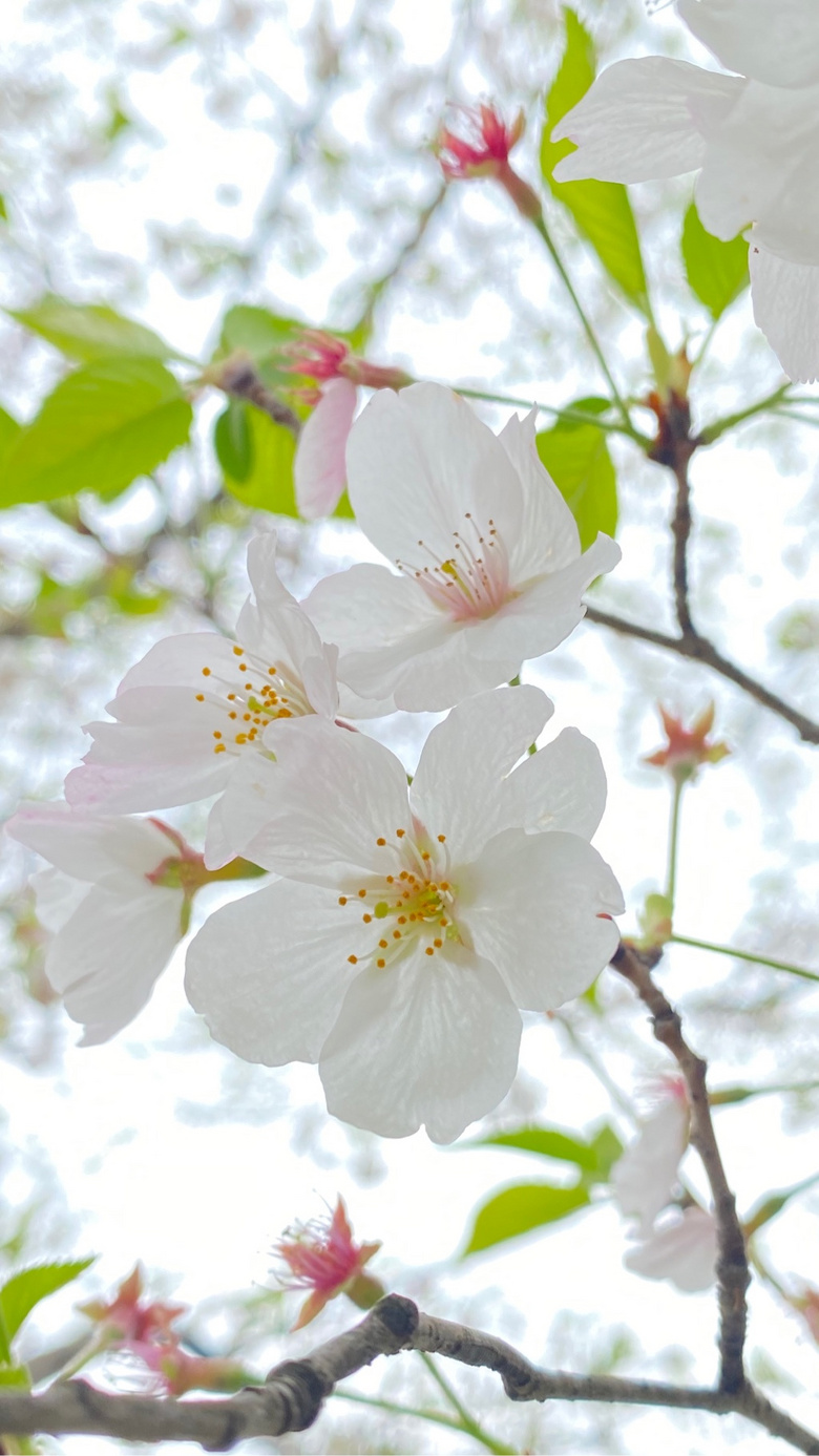 ӣ��������