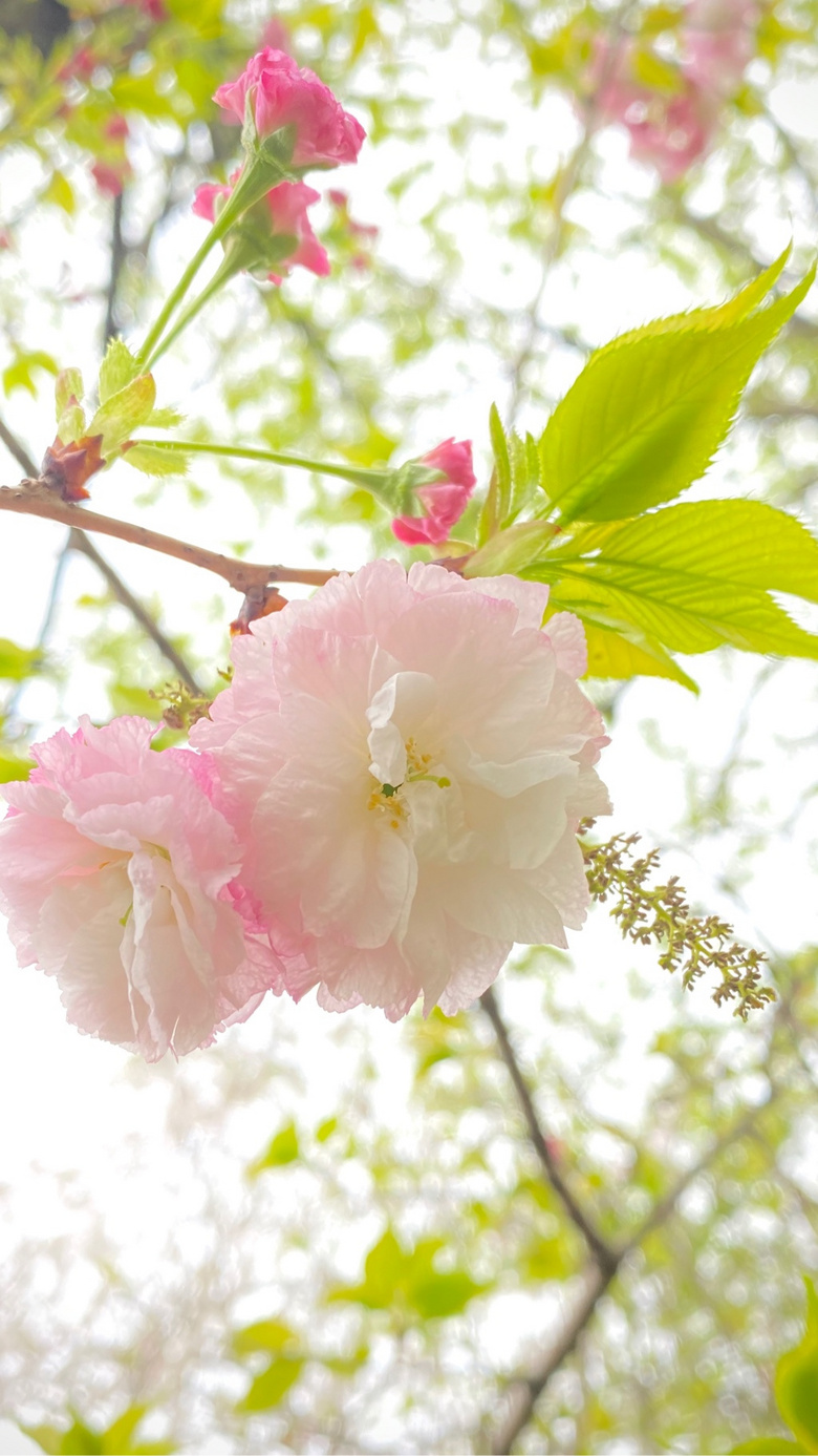 ӣ��������