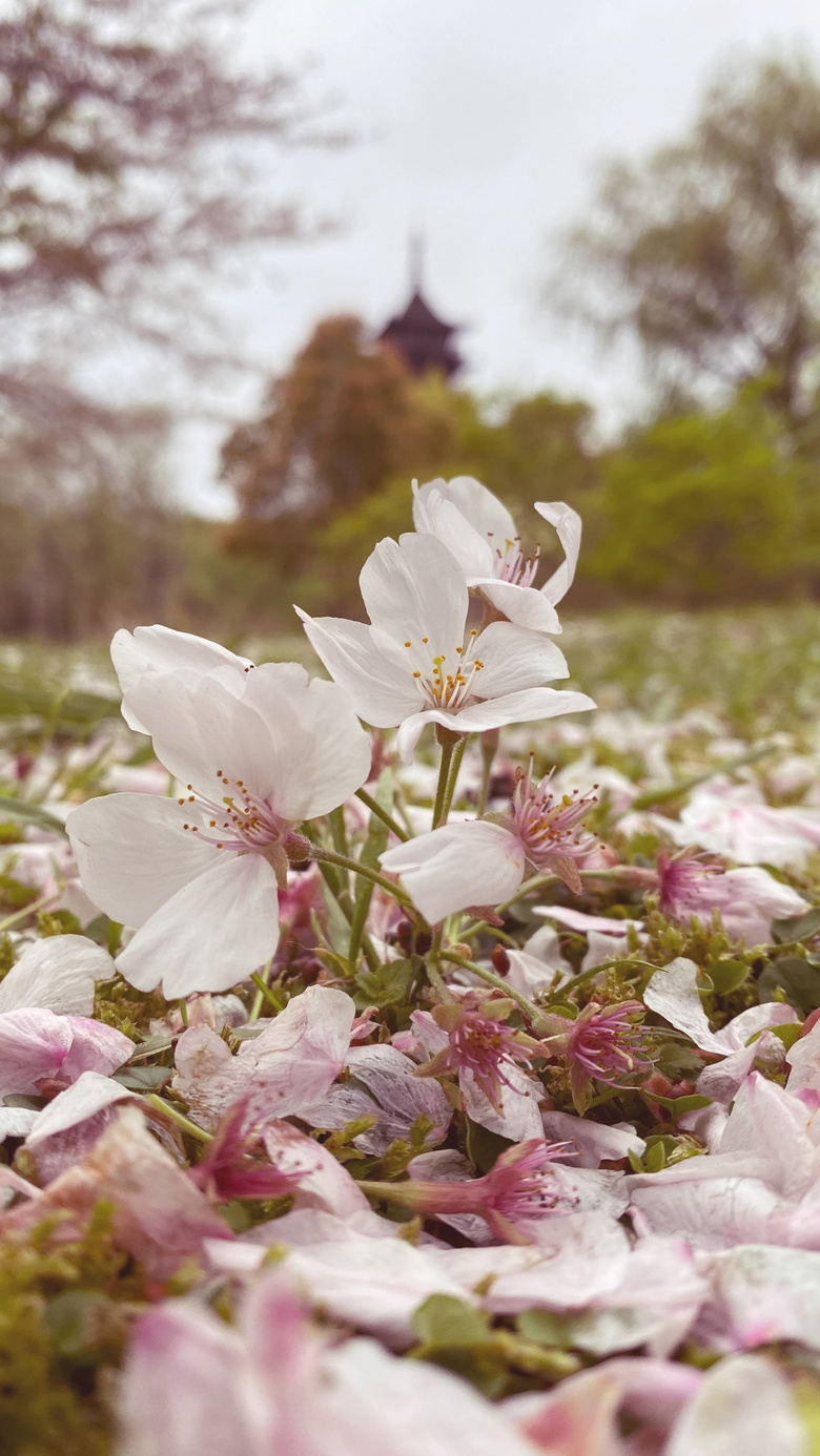 ӣ��������