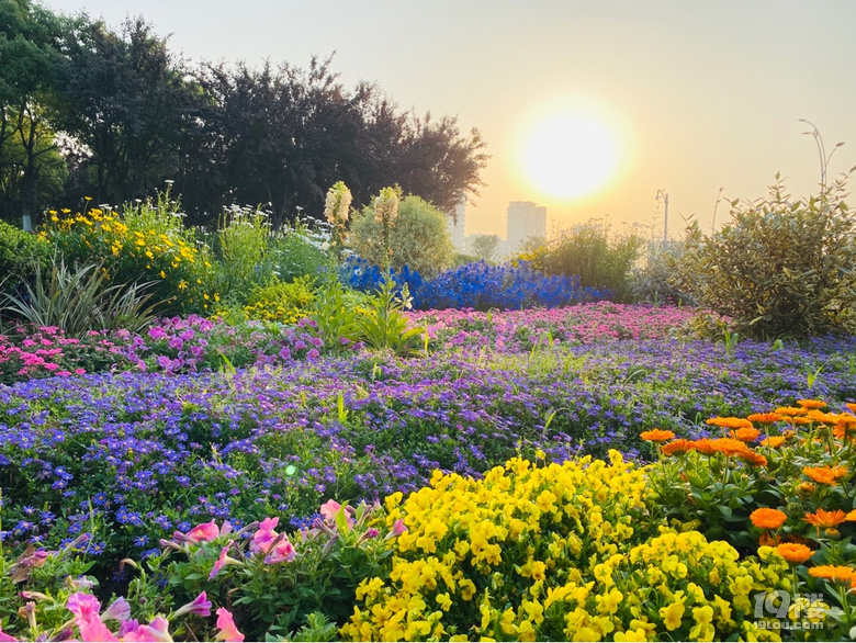 姚家荡花海-摄影俱乐部-嘉兴19楼