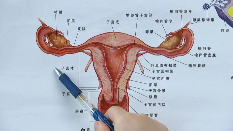 输卵管漏斗部图片