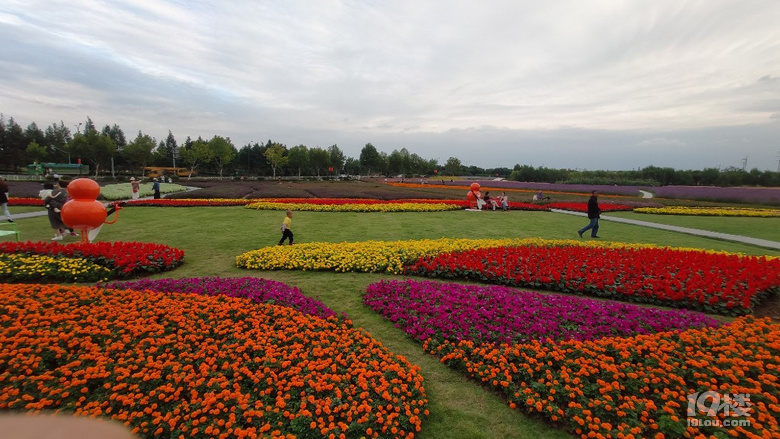 姚家荡花海还是挺美的-摄影俱乐部-嘉兴19楼