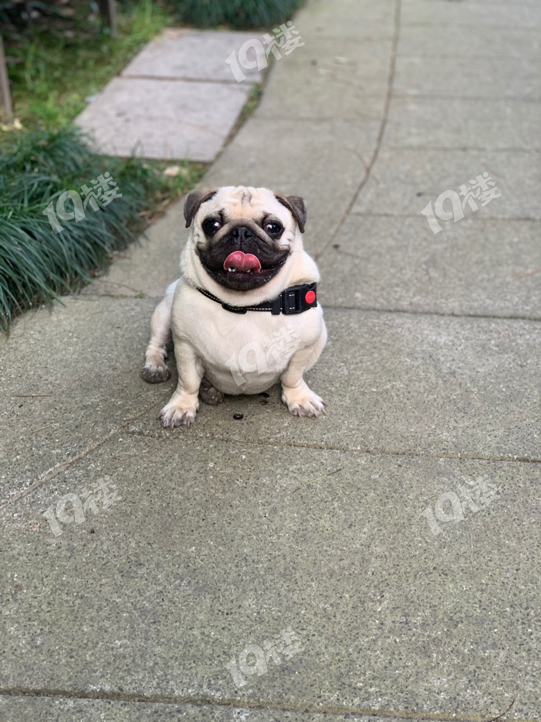 出一只成年巴哥