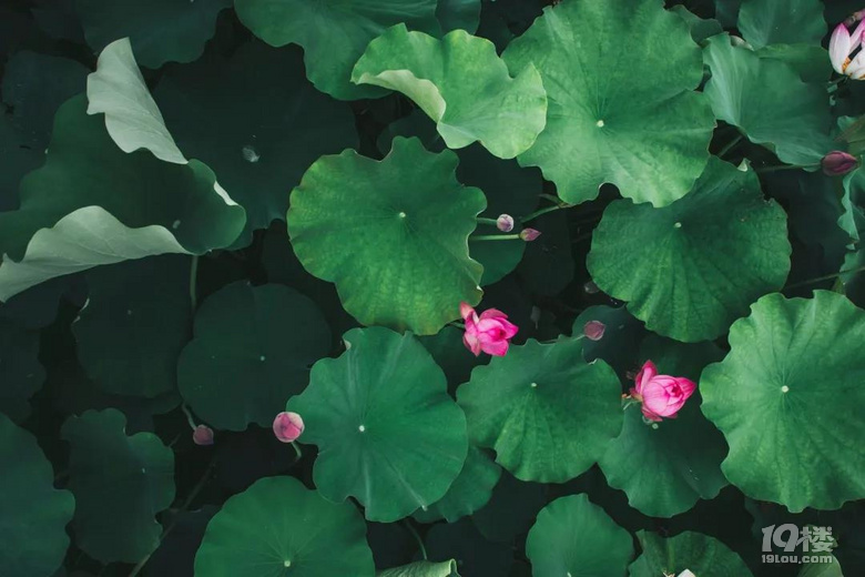 ▇ 实景【素濯】| 荷花池