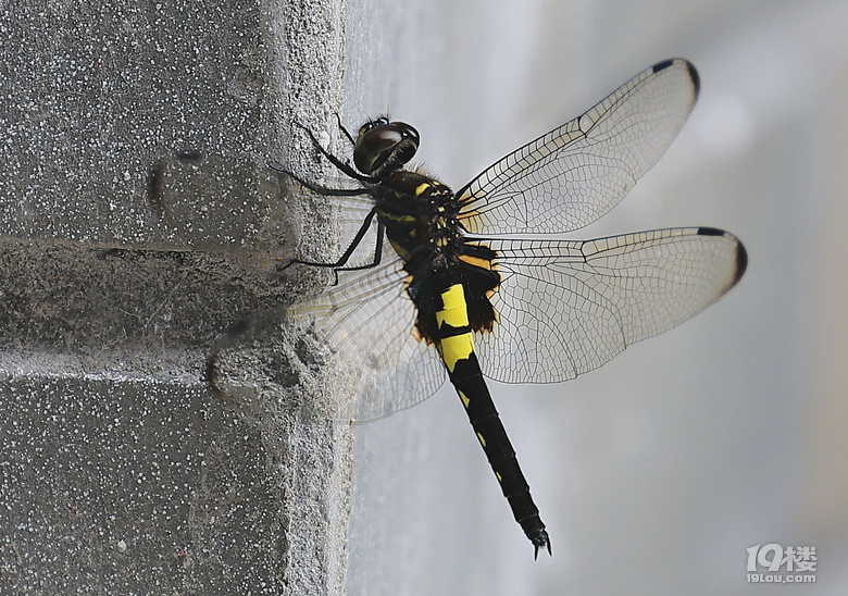 纤毫毕现大蜻蜓听墙根