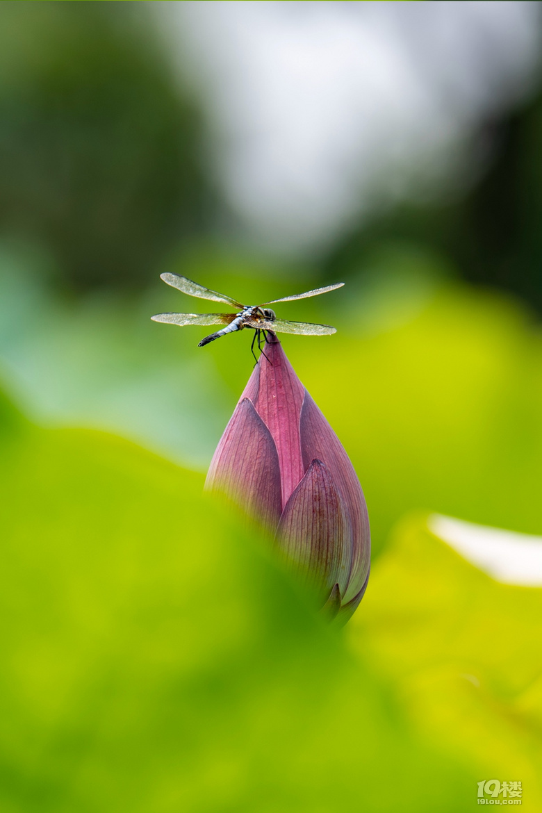 荷花蜻蜓蜜蜂