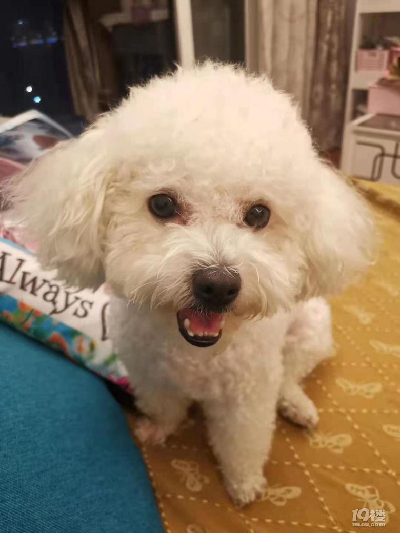 比熊狗,询男友-淘男淘女-嘉兴19楼