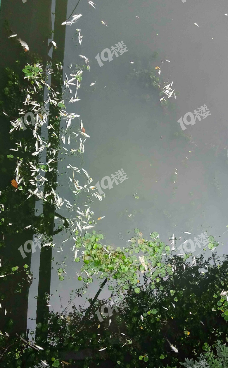 亚中路先圣桥河里谁排毒了吗