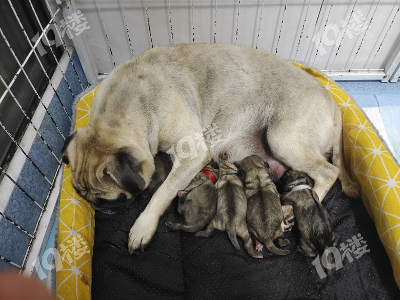 家有爱犬刚生一窝小崽子狗狗巴哥