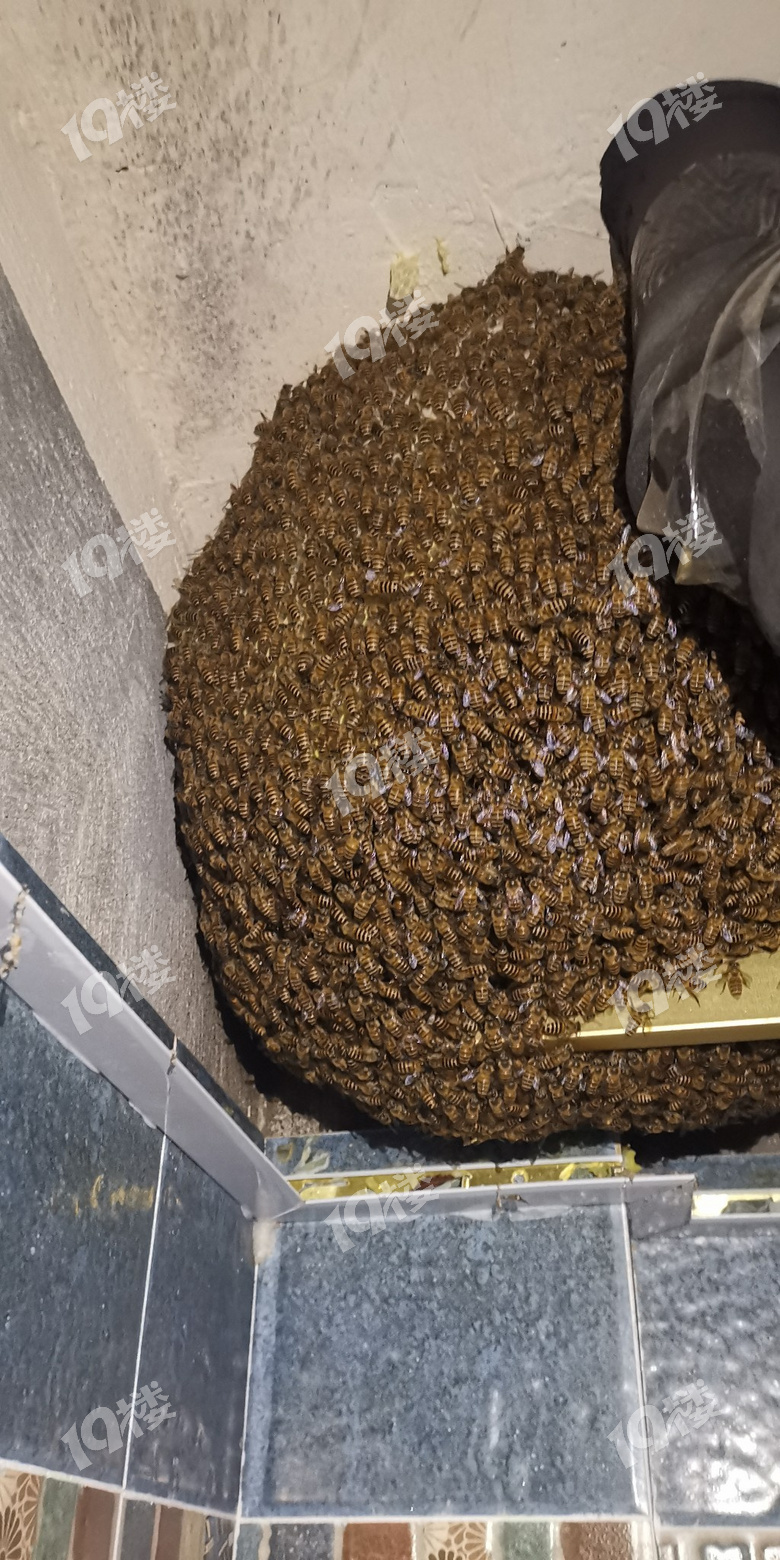 比两个篮球还要大的蜂窝,密集恐惧症婶慎入