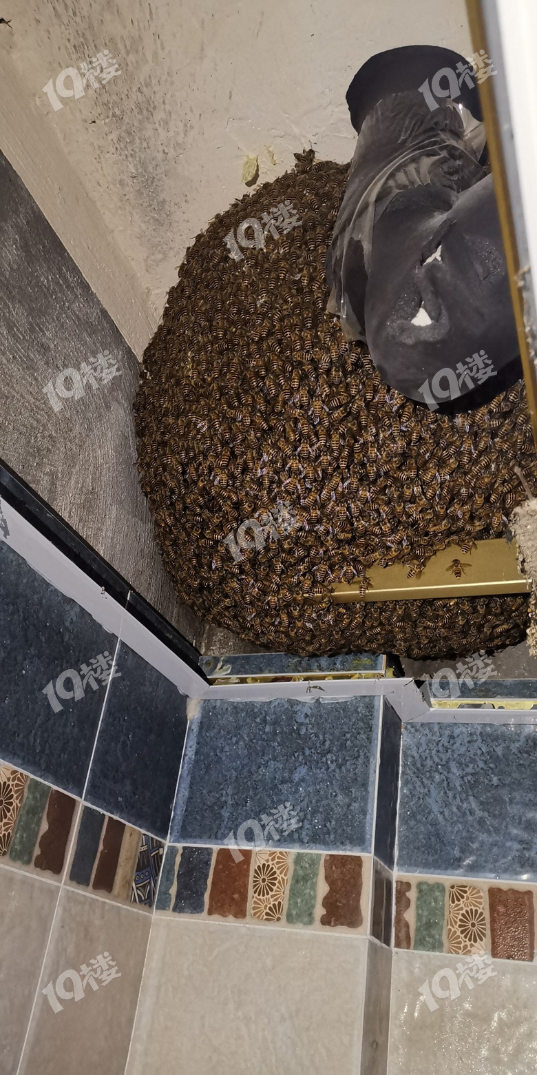 比两个篮球还要大的蜂窝,密集恐惧症婶慎入