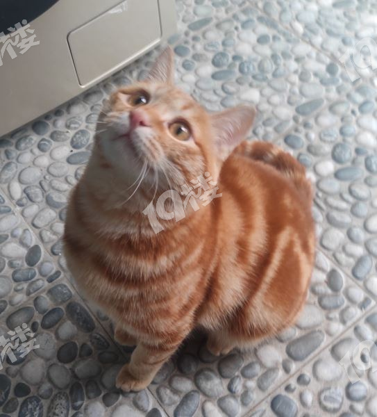 经典虎斑纹橘猫图片