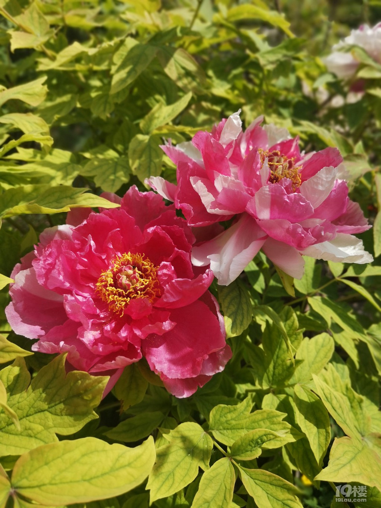 勺园的牡丹花开啦