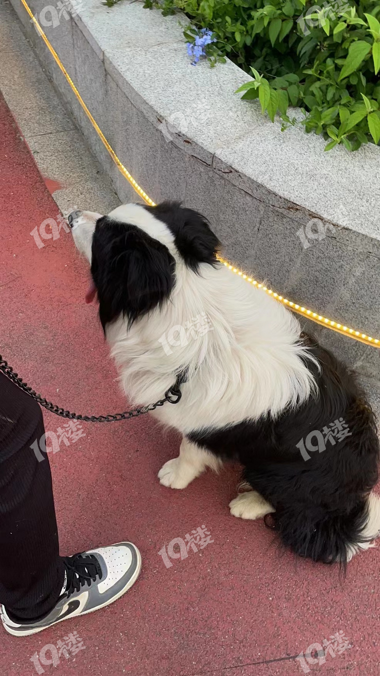 6月15日在嘉禾牧歌附近捡到一只边牧!-讲空头-嘉兴19楼