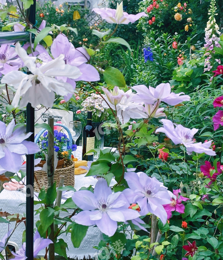 梦境花园，解析梦见自己家里养了很多花的深层含义