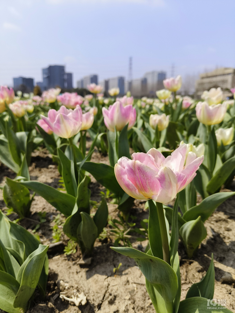 【缘分花开三月】又到郁金香的花季好天气和粉色一起绽放！