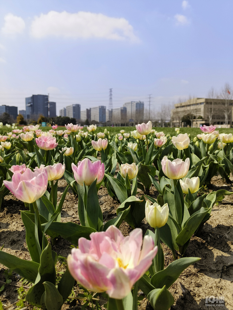 【缘分花开三月】又到郁金香的花季好天气和粉色一起绽放！