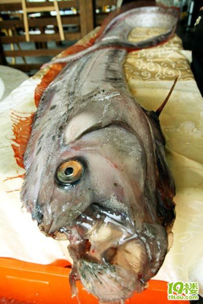 台湾渔民近海捕获35米长深海地震鱼