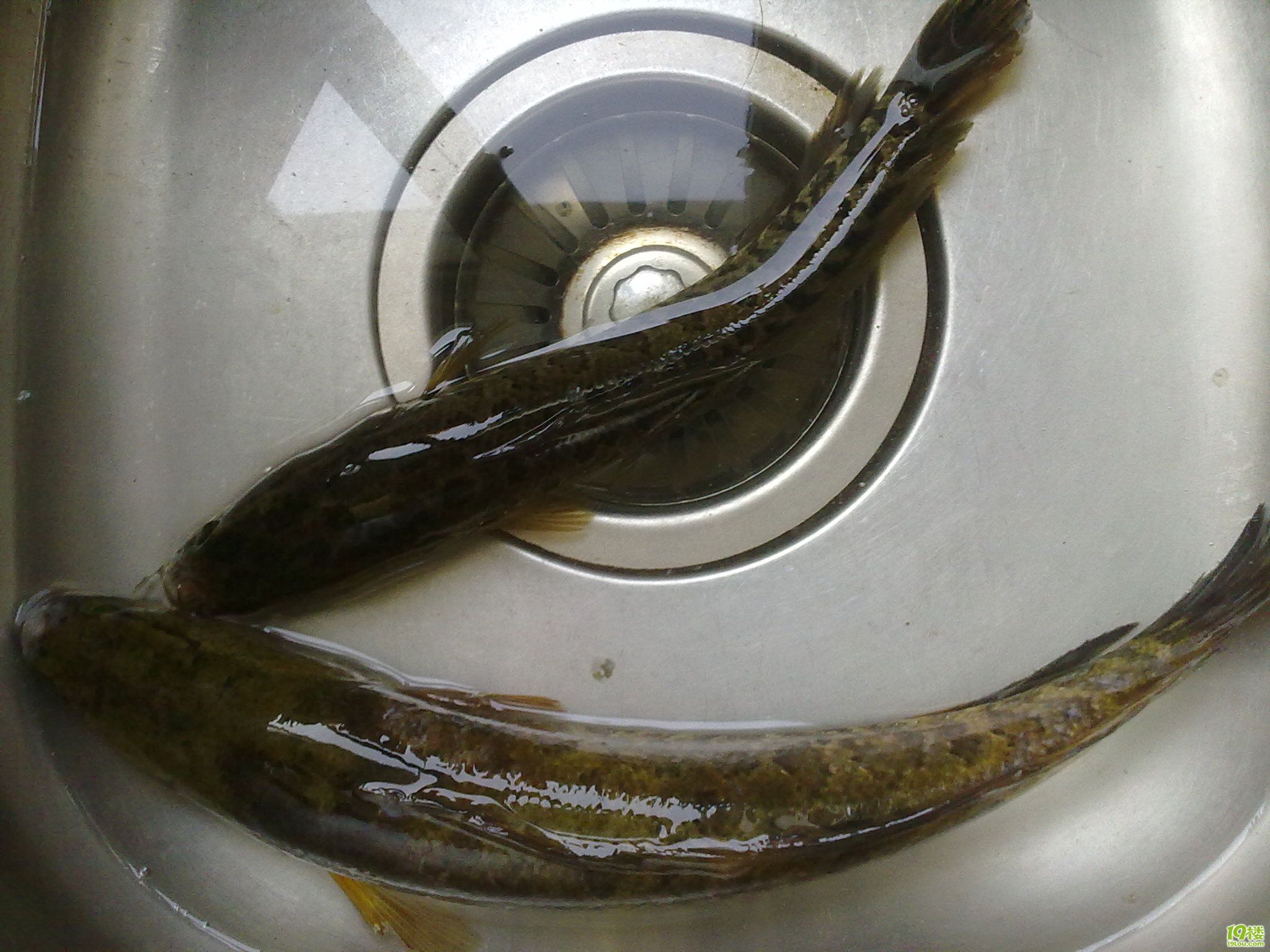 昨晚草拉拉烧了个野生黑鱼豆腐汤又要拍照又要炒菜好麻烦啊