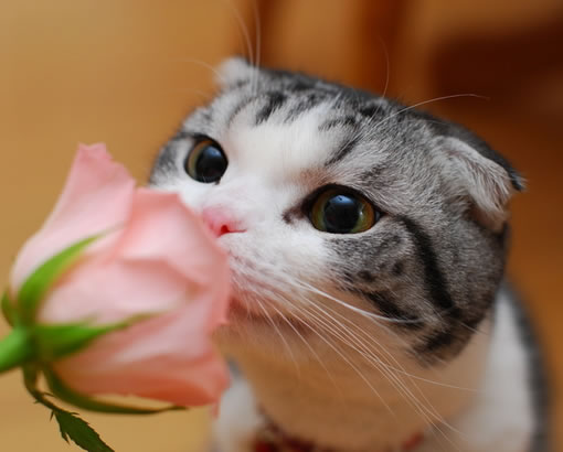 猫菜花.jpg