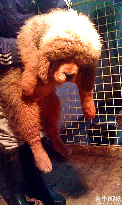 &nbsp; &nbsp; 出售精品纯种幼獒,狮子头,有兴趣的加qq:53146246