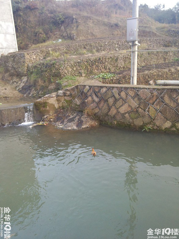 【奇闻看小羽】会游泳的鸡