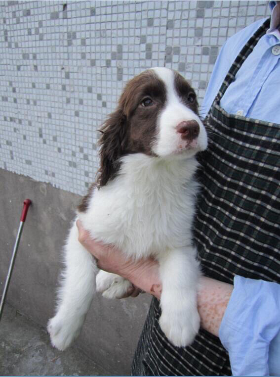 纯种展示型史兵格 狗狗现在3个多月,2次驱虫已做,3针进口英特威疫苗