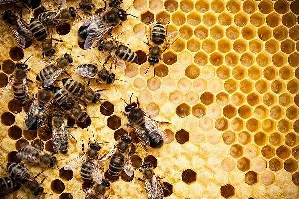 新手养蜜蜂技术视频 新手养蜜蜂技术视频大全