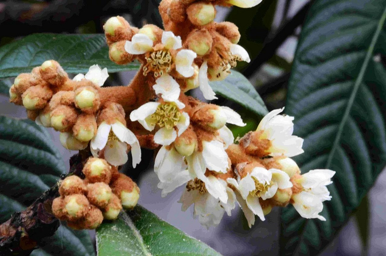 其实,除了果实之外,枇杷叶和