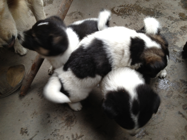 家养小杂交狗期待被领养