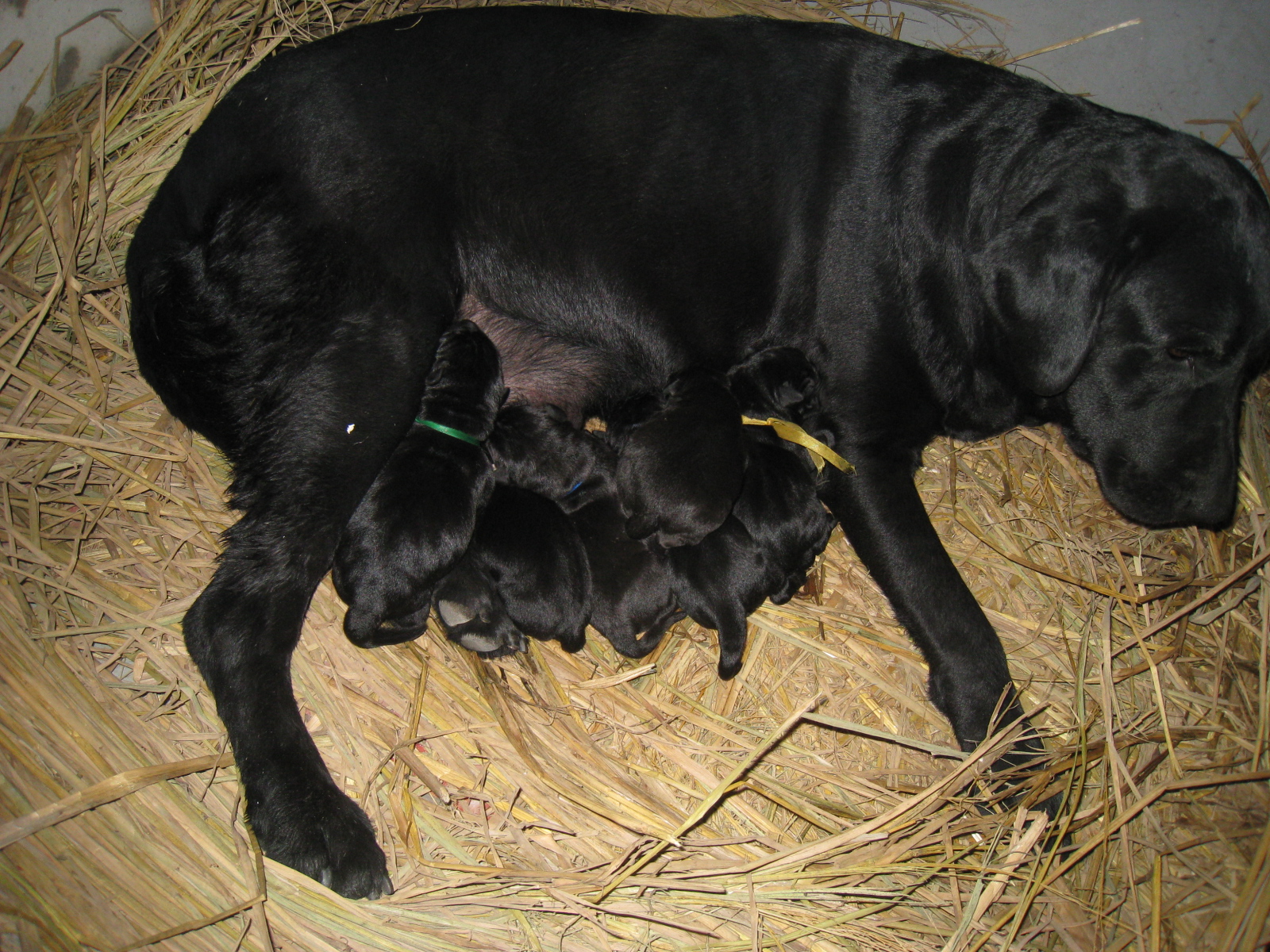 雙血統拉布拉多幼犬